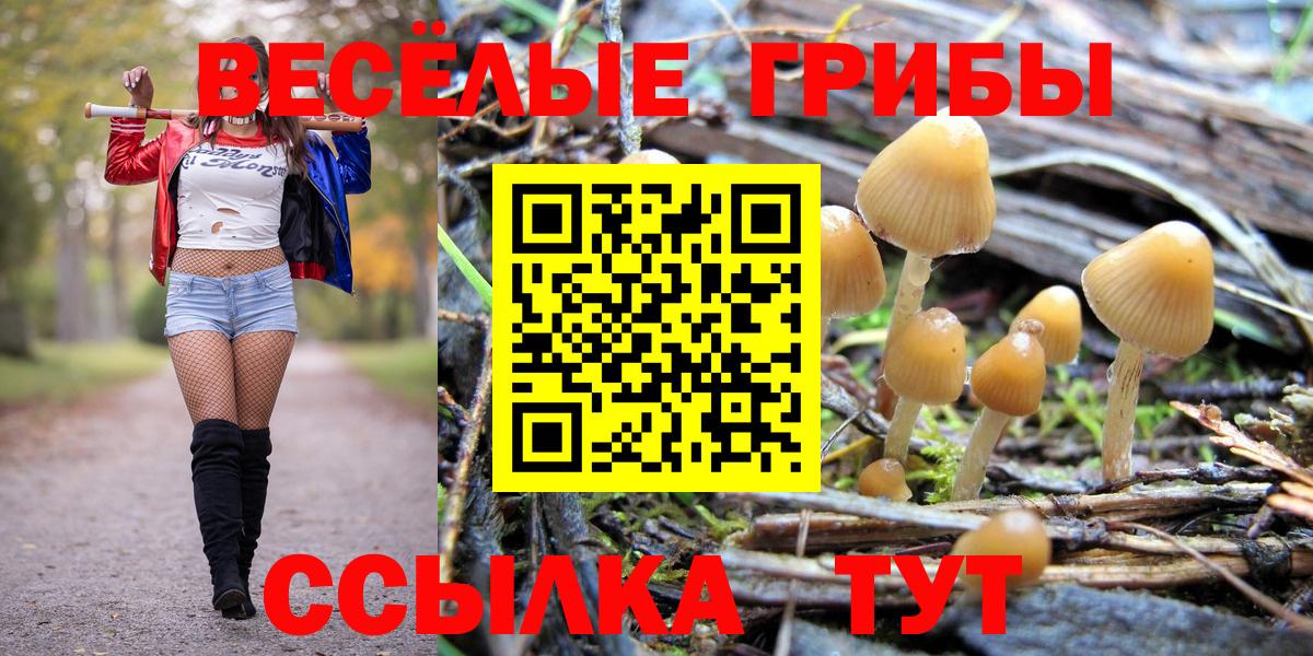 Галлюциногенные грибы Psilocybe Королёв